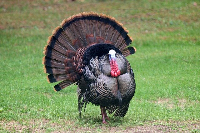 Free download Animal Bird Turkey -  free photo or picture to be edited with GIMP online image editor