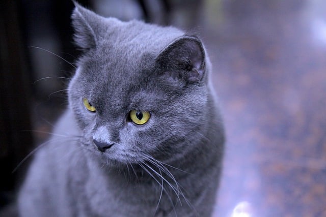 Free download animal british shorthair mammal cat free picture to be edited with GIMP free online image editor