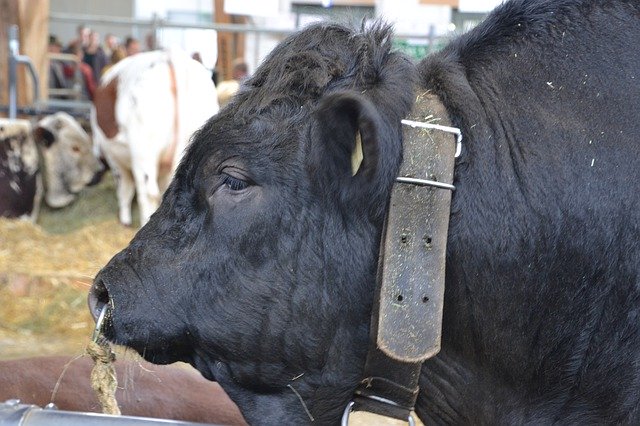 Muat turun percuma Animal Bull Beef - foto atau gambar percuma untuk diedit dengan editor imej dalam talian GIMP