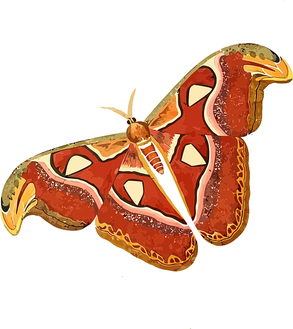 Free download Animal Butterfly Insect - Free vector graphic on Pixabay free illustration to be edited with GIMP free online image editor