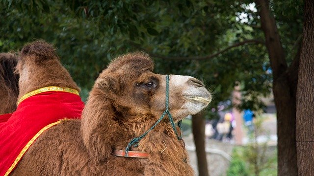 Free download Animal Camel -  free photo or picture to be edited with GIMP online image editor