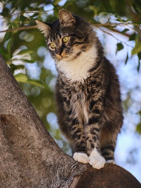 Free download animal cat fur portrait beautiful free picture to be edited with GIMP free online image editor