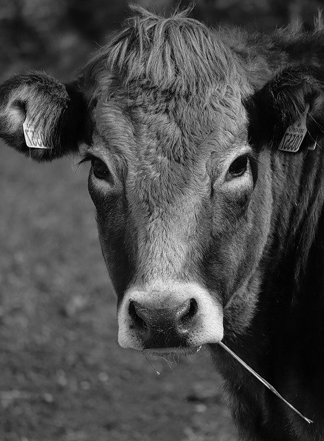 Free download animal cow mammal farm wildlife free picture to be edited with GIMP free online image editor