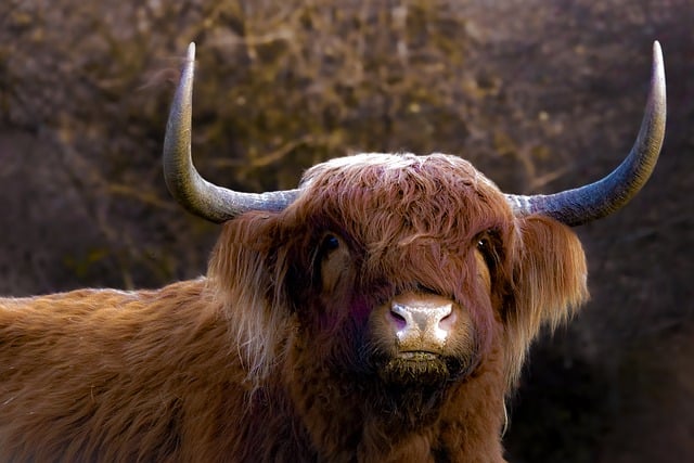 Free download animal cow mammal highland cattle free picture to be edited with GIMP free online image editor