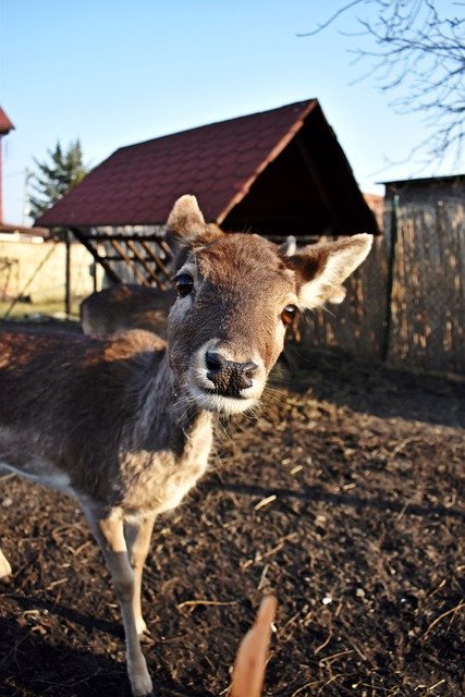 Free download animal deer european fallow deer free picture to be edited with GIMP free online image editor