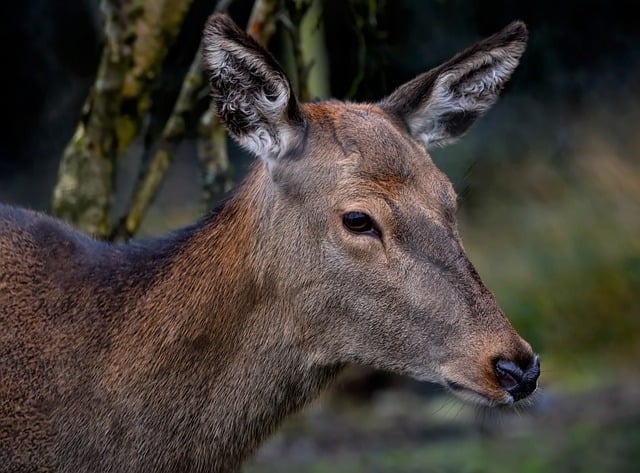 Free download animal deer mammal doe wildlife free picture to be edited with GIMP free online image editor