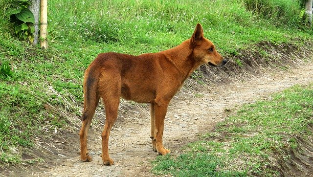 Free download Animal Dog Farmer Domestic -  free photo or picture to be edited with GIMP online image editor