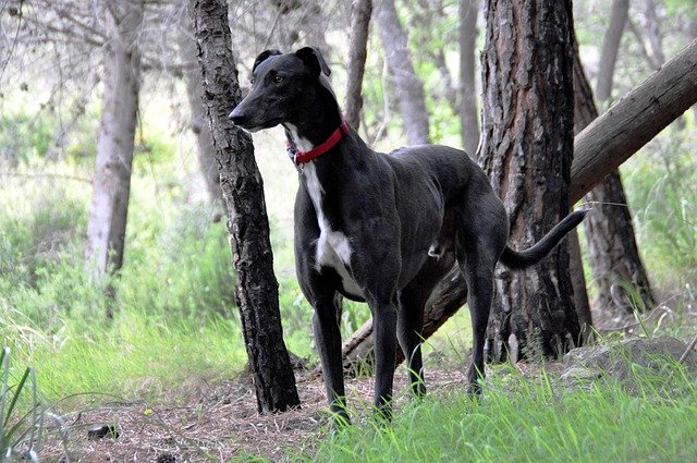 Free download animal dog greyhound mammal free picture to be edited with GIMP free online image editor