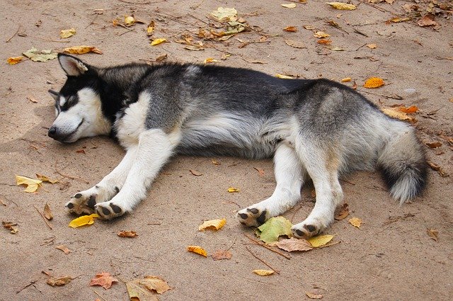 Ücretsiz indir Hayvan Köpek Memeli - GIMP çevrimiçi resim düzenleyicisiyle düzenlenecek ücretsiz fotoğraf veya resim