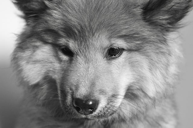 Free download animal dog mammal female eurasier free picture to be edited with GIMP free online image editor