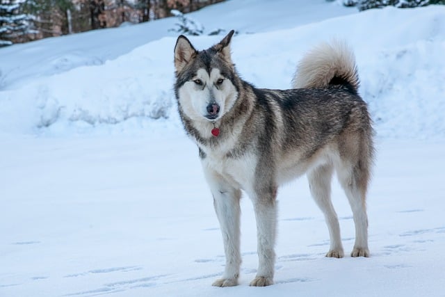 Free download animal dog mammal species canine free picture to be edited with GIMP free online image editor