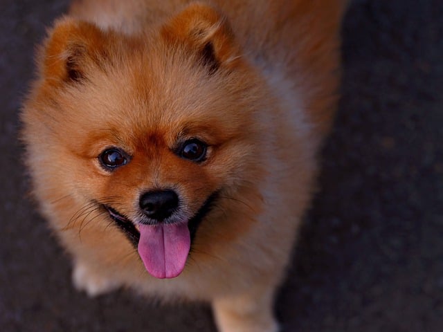 Free download animal dog pomeranian breed mammal free picture to be edited with GIMP free online image editor