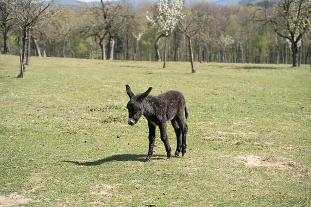 Free download animal donkey mammal species fauna free picture to be edited with GIMP free online image editor