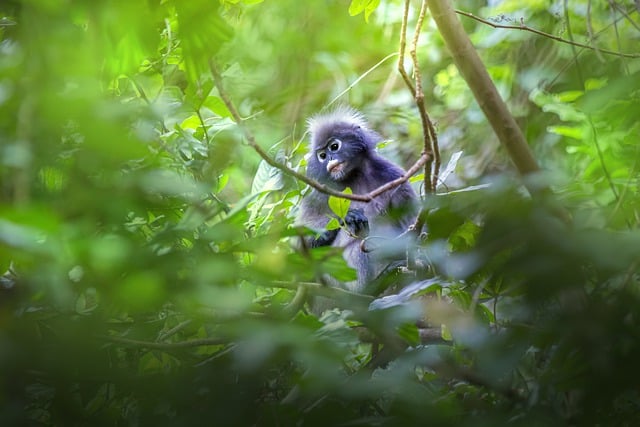 Free download animal dusky leaf monkey monkey free picture to be edited with GIMP free online image editor
