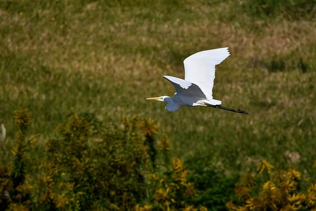 Free download animal egret bird heron free picture to be edited with GIMP free online image editor