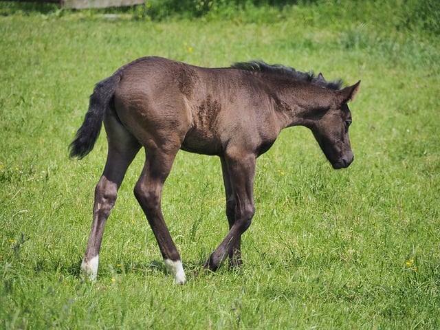 Free download animal equine horse mammal foal free picture to be edited with GIMP free online image editor