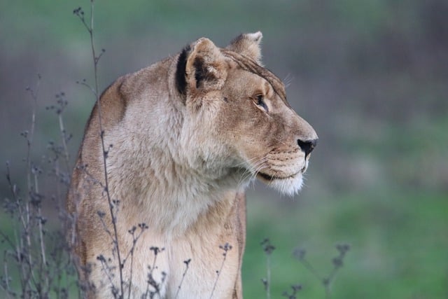 Free download animal feline lioness nature free picture to be edited with GIMP free online image editor