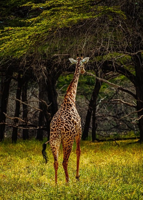 Free download animal giraffe mammal species free picture to be edited with GIMP free online image editor