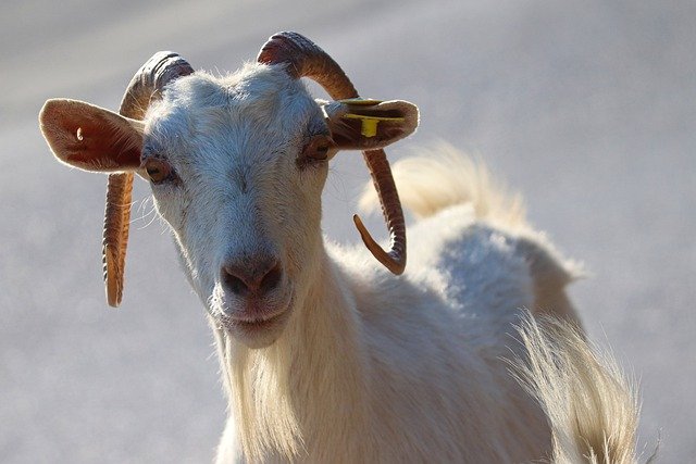 Free download animal goat mammal fauna free picture to be edited with GIMP free online image editor