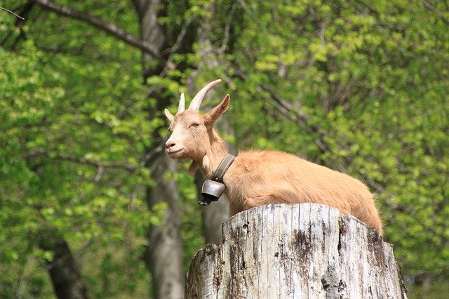 Free download Animal Goat Nature -  free photo or picture to be edited with GIMP online image editor