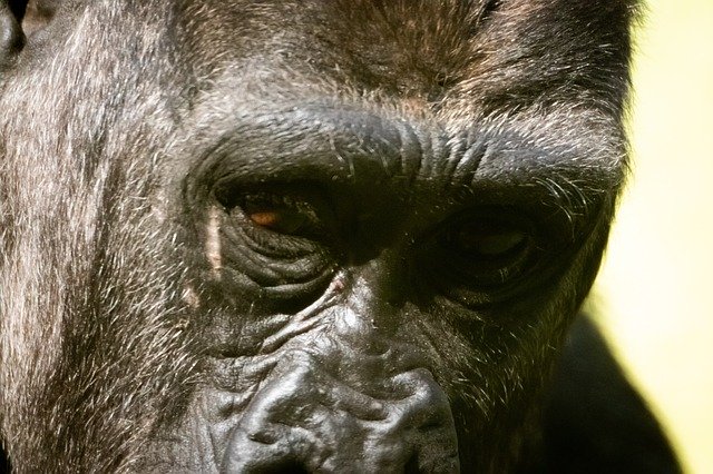 Free download Animal Gorilla -  free photo or picture to be edited with GIMP online image editor