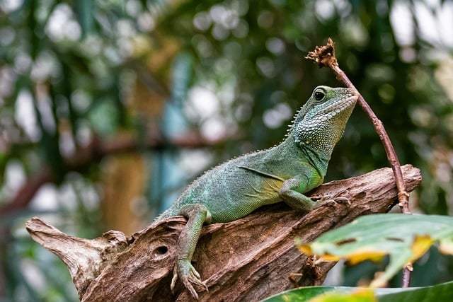 Free download animal green lizard tree trunk free picture to be edited with GIMP free online image editor