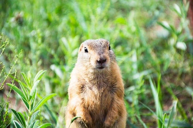 Free download animal ground squirrel mongolia free picture to be edited with GIMP free online image editor