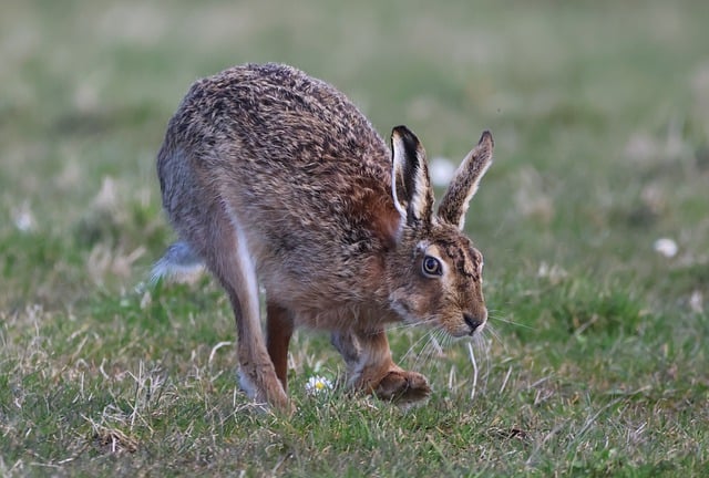 Free download animal hare mammal species fauna free picture to be edited with GIMP free online image editor