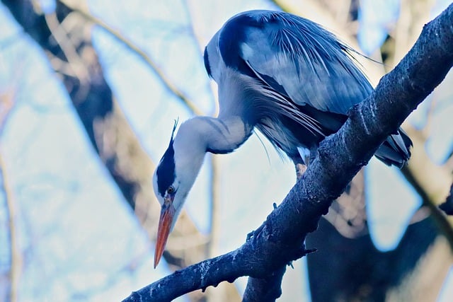 Free download animal heron bird avian wildlife free picture to be edited with GIMP free online image editor