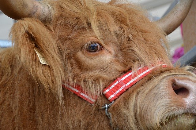 Free download Animal Highland Beef -  free photo or picture to be edited with GIMP online image editor