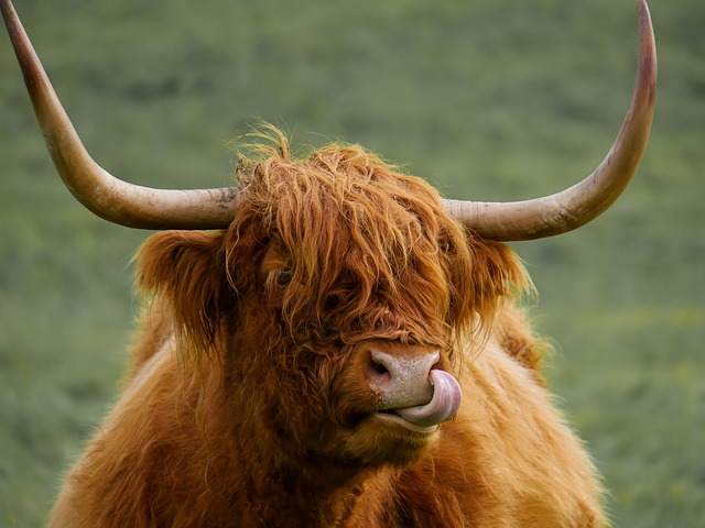 Free download animal highland cattle beef free picture to be edited with GIMP free online image editor