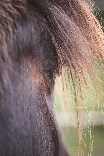 Free download animal horse equine species pony free picture to be edited with GIMP free online image editor