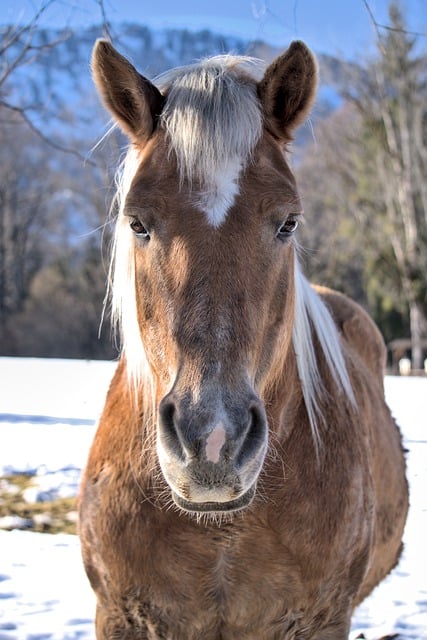 Free download animal horse mammal equine species free picture to be edited with GIMP free online image editor