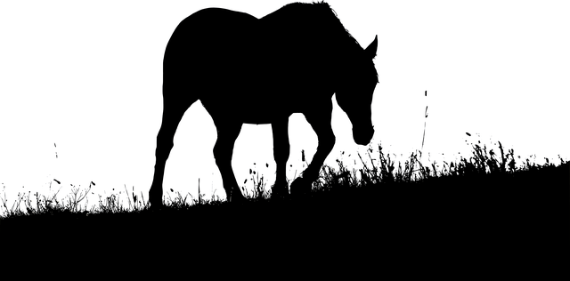 Free download Animal Horse Silhouette Prairie -  free illustration to be edited with GIMP free online image editor