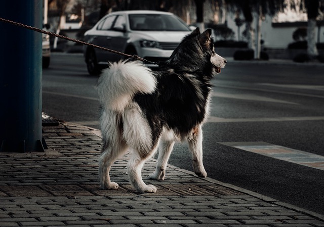 Free download animal husky pet canine breed free picture to be edited with GIMP free online image editor