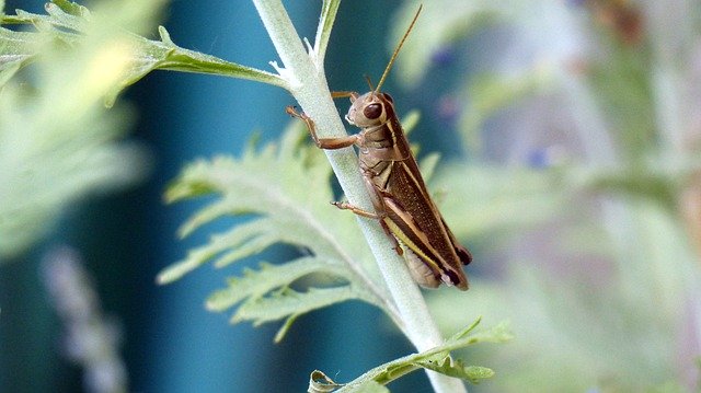 Free download Animal Insect Grasshopper -  free photo or picture to be edited with GIMP online image editor