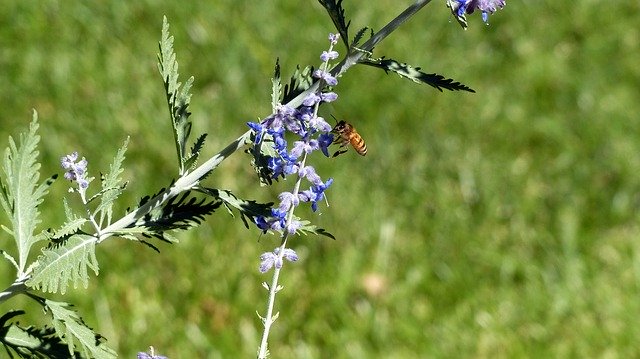 Free download Animal Insect Honey Bee -  free photo or picture to be edited with GIMP online image editor