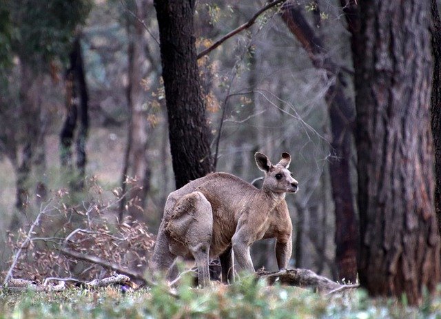 Free download Animal Kangaroo Australian -  free photo or picture to be edited with GIMP online image editor