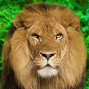 Animal Kingdom HD Wallpaper New Tab  screen for extension Chrome web store in OffiDocs Chromium