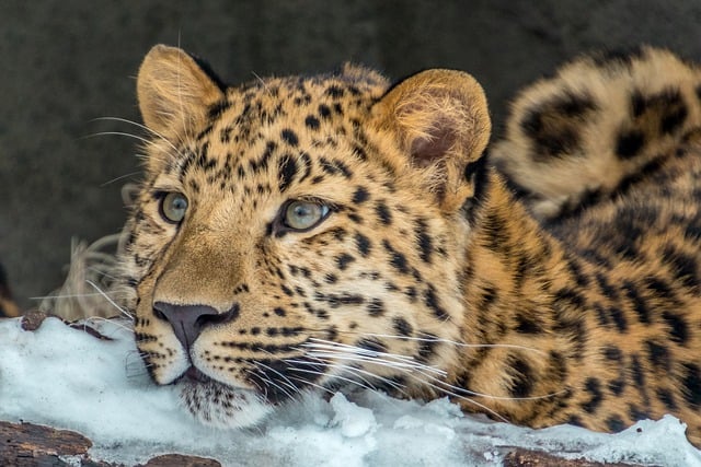 Free download animal leopard amur mammal species free picture to be edited with GIMP free online image editor