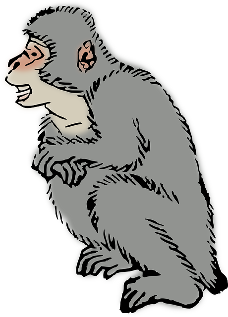 Free download Animal Macaque Monkey - Free vector graphic on Pixabay free illustration to be edited with GIMP free online image editor