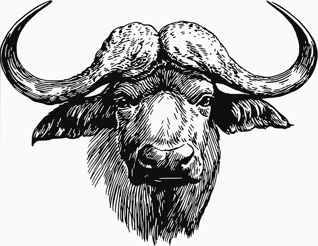 ດາວໂຫຼດຟຣີ Animal Male Ox - ຮູບພາບ vector ຟຣີໃນ Pixabay ຮູບພາບທີ່ບໍ່ເສຍຄ່າເພື່ອແກ້ໄຂດ້ວຍ GIMP ບັນນາທິການຮູບພາບອອນໄລນ໌ຟຣີ