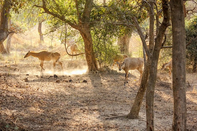 Free download animal mammal antelope deer forest free picture to be edited with GIMP free online image editor