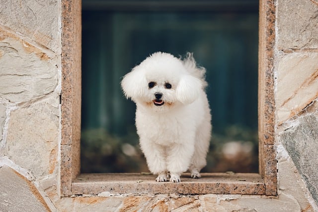 Free download animal mammal bichon frise puppy free picture to be edited with GIMP free online image editor