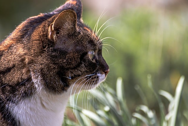 Free download animal mammal cat close up free picture to be edited with GIMP free online image editor