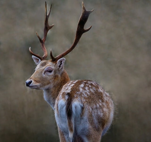 Free download animal mammal deer wildlife stag free picture to be edited with GIMP free online image editor