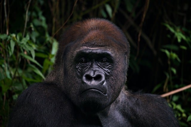 Free download animal mammal gorilla primate free picture to be edited with GIMP free online image editor