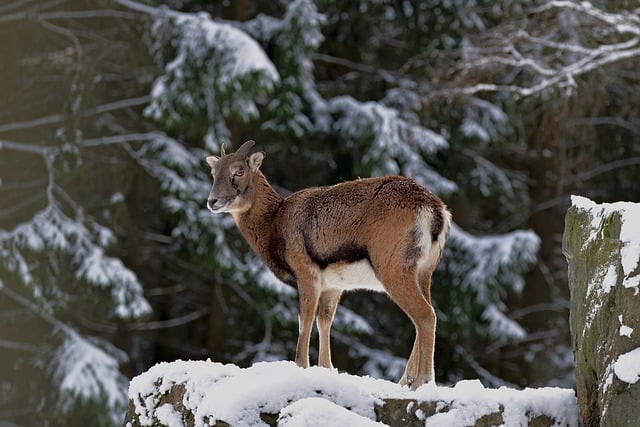 Free download animal mammal mouflon wildlife free picture to be edited with GIMP free online image editor