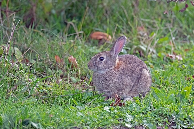 Free download animal mammal rabbits wild rabbit free picture to be edited with GIMP free online image editor