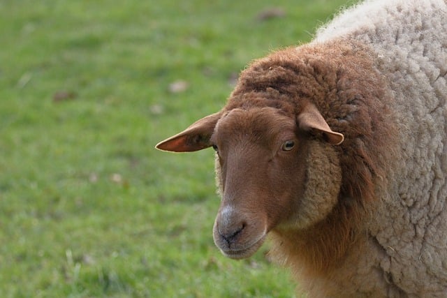 Free download animal mammal sheep wool sheep free picture to be edited with GIMP free online image editor